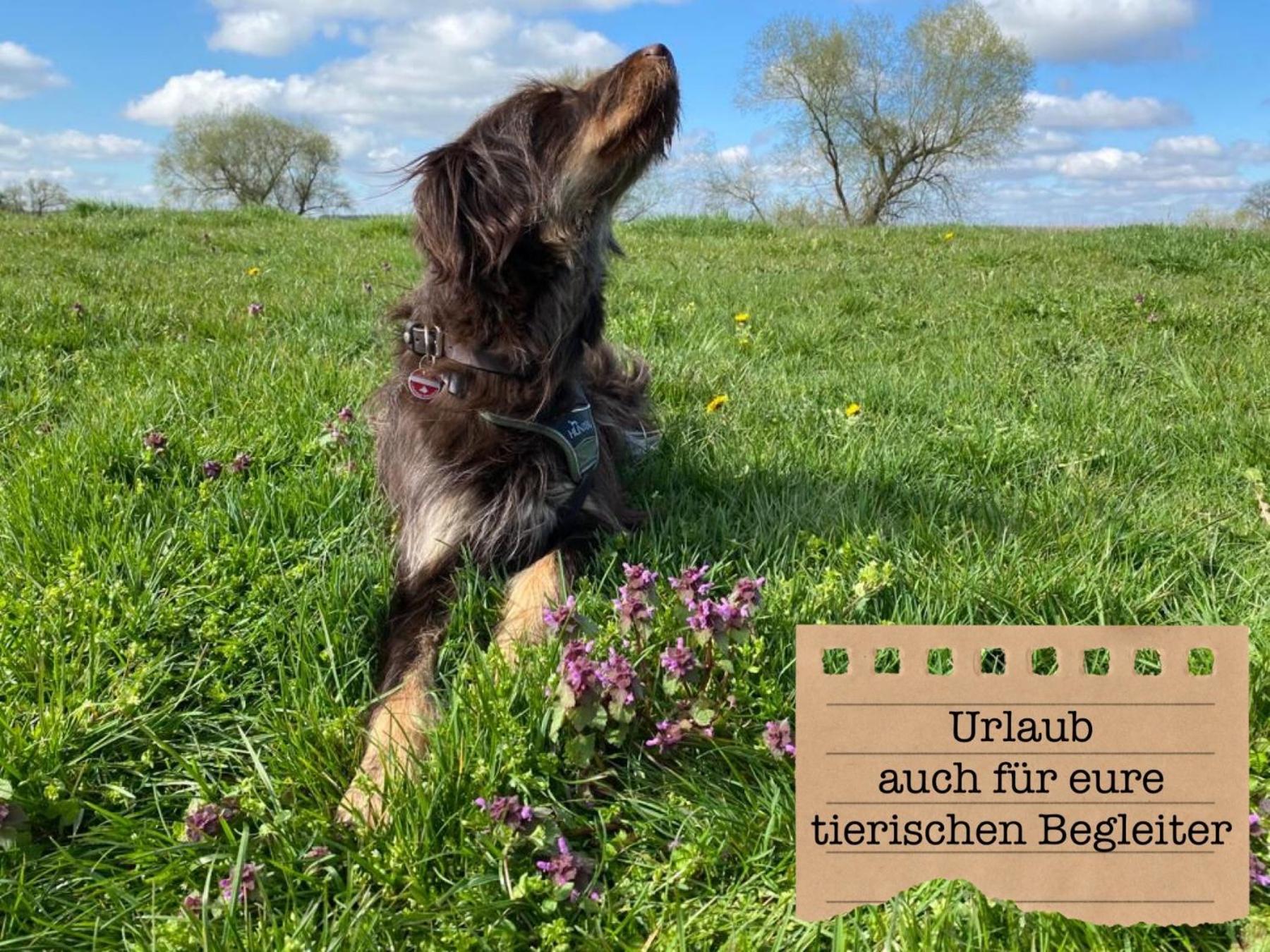 Alte Schule Wittenberg, 3 Ferienwohnungen Fuer Bis Zu 12 Personen, An Der Elbe, Mit Garten Ngoại thất bức ảnh